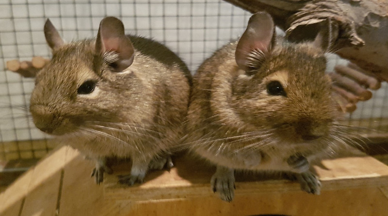 Osmák degu