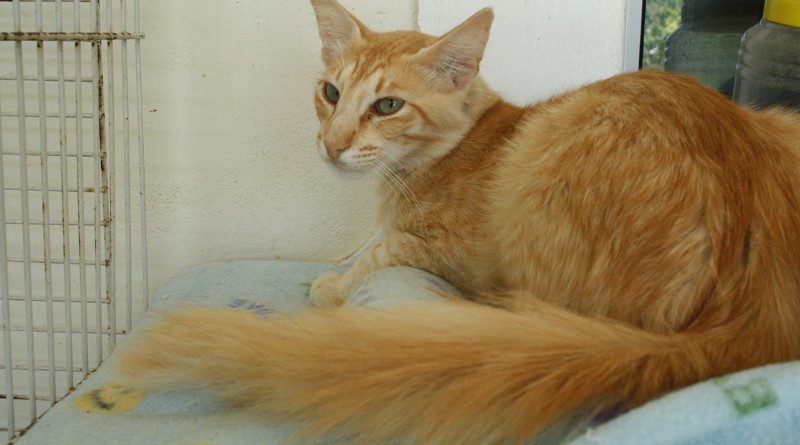 Javánská kočka