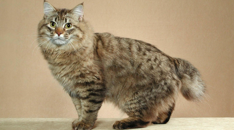 Americký bobtail