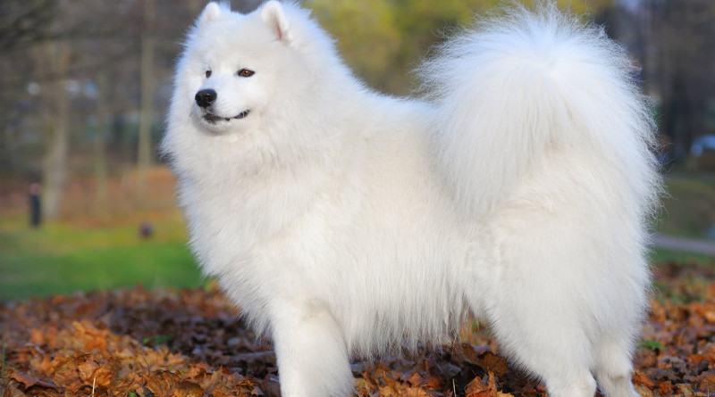 Samojed