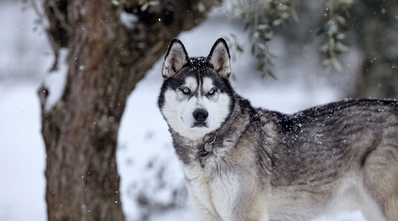 Sibiřský husky